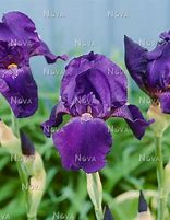 Image result for Iris Sign of Leo (Germanica-Group)