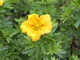 Image result for Potentilla fruticosa Mango Tango