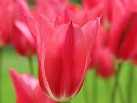 Image result for Tulipa Mariette