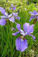 Image result for Iris sibirica Blue Moon