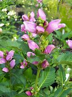 Image result for chelone