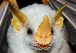 Image result for Albino Bat Wings