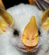 Image result for Honduran Ghost Bat