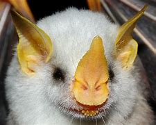 Image result for Honduran Albino Bat