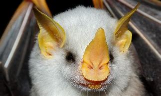 Image result for White Bat