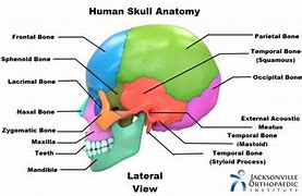 Image result for 8 Bones of the Skull