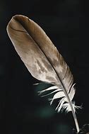 Image result for Eagle Feather
