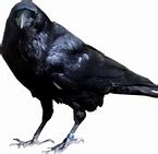 Image result for The Crow Brandon Lee PNG