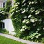 Image result for Perennial Climbing Vines Zone 7