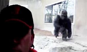 Image result for Gorilla Charges Glass