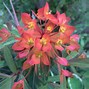 Image result for Euphorbia griffithii Beauty Orange