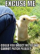 Image result for Cute Rabbit Memes Wednesday