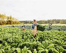 Image result for Organic Agriculture