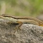 Image result for Lizard as a Pet