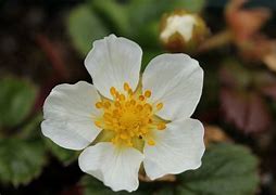 Image result for Fragaria chiloensis