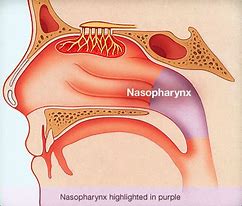 Image result for nasopharyngeal
