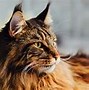 Image result for 500 Foot Tall Cat