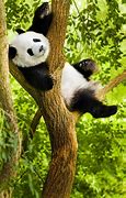 Image result for Giant Panda Day
