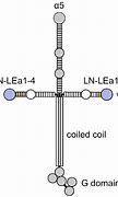Image result for DRAWING PIC LAMININ