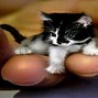 Image result for World Record Smallest Cat