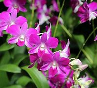Image result for Small Purple Orchid Flowers