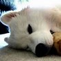 Image result for Picturs Funny Dog