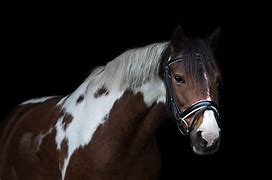 Image result for Horse Background 4K