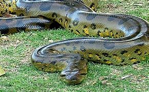 Image result for Biggest Anaconda