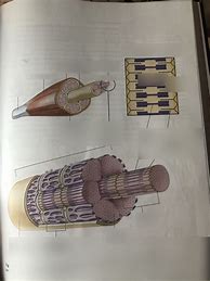 Image result for iPhone 6 Plus Diagram