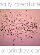 Image result for Mexican Free-Tailed Bat Wing
