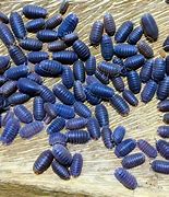 Image result for Cubaris Isopod