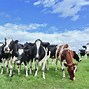 Image result for Dairy Cow Breeds