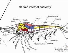 Image result for Shrimp Organs