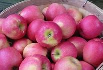 Image result for 6 Apples