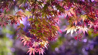 Image result for Pink Yellow and Green Wallpaper