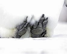 Image result for Emperor Penguin Feet