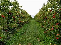 Image result for Apple Farms Washington State