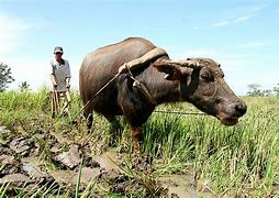 Image result for Plow with Cow Stock Image