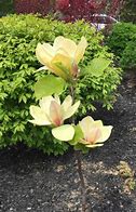 Image result for Magnolia Sunsation