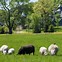 Image result for Beauttiful Farm Attraction