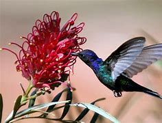 Image result for Images of Nature More than 5MB Size