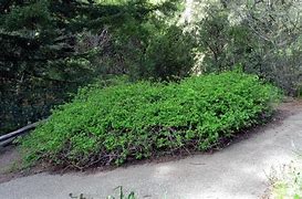 Image result for Physocarpus cap. Tilden Park