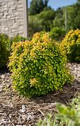 Image result for Berberis thunbergii Limoncello
