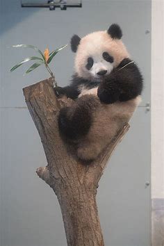 今日のパンダ（2059日目） | 毎日パンダ | パンダ, 上野動物園 パンダ, パンダ 赤ちゃん