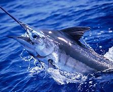Image result for Marlin Fish