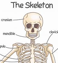 Image result for Skeleton Poster