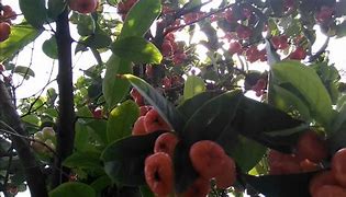 Image result for Water Apple Tree
