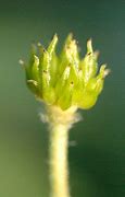 Image result for Anemone nemorosa Grandiflora 1J