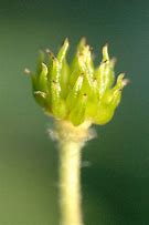 Image result for Anemone nemorosa Atrocaerulea