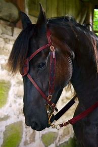 Image result for Wonenwearing Horse Bridle